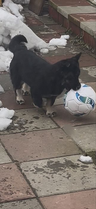 Cațel pentru adopție gratis