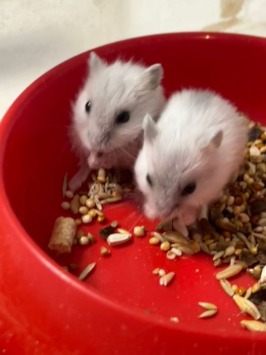 Продам домик люкс для джунгарских хомяков