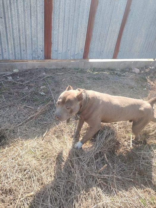 Жуп  жуас ит негы