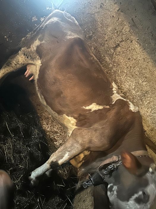 Vaca bălțata românească cu vitica nelgian