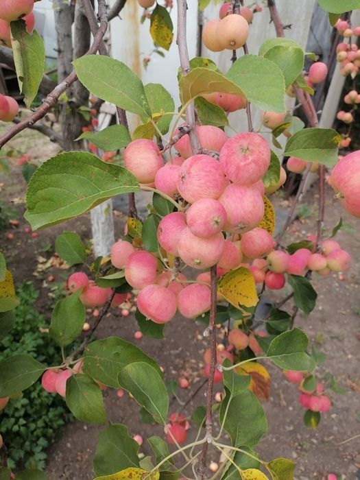 Срочно продам дом , без обмена