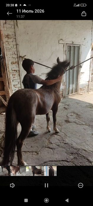 Продам Пони жеребчик