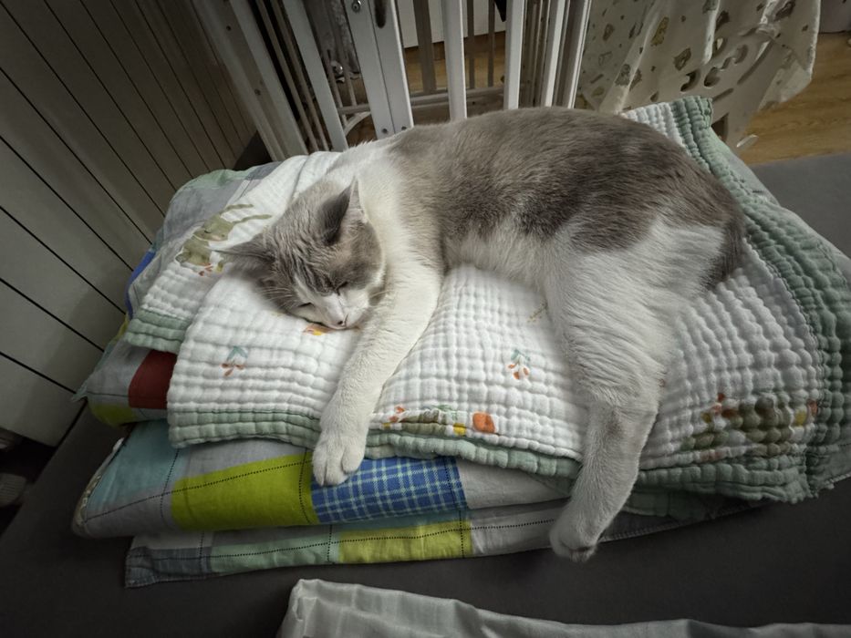 Кот  Космос ищет добрый дом!