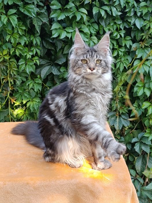 Котята породы Мейн-кун