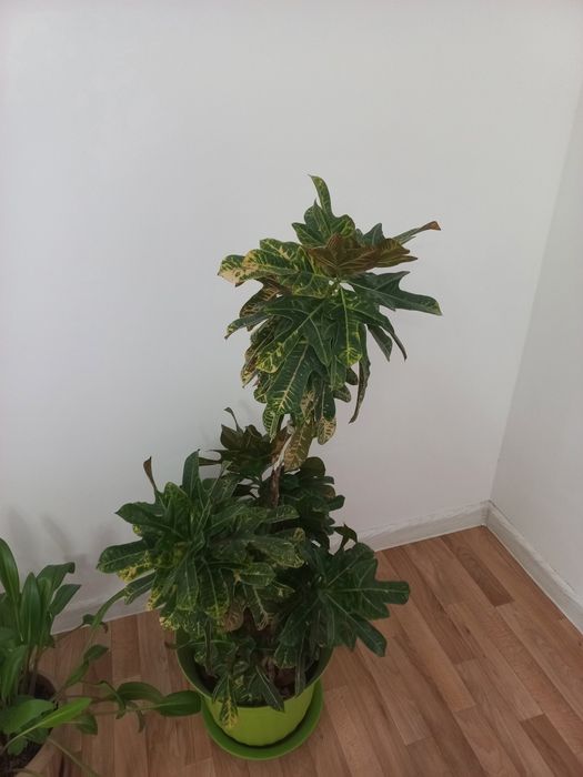 Үй гүлдері сатылады