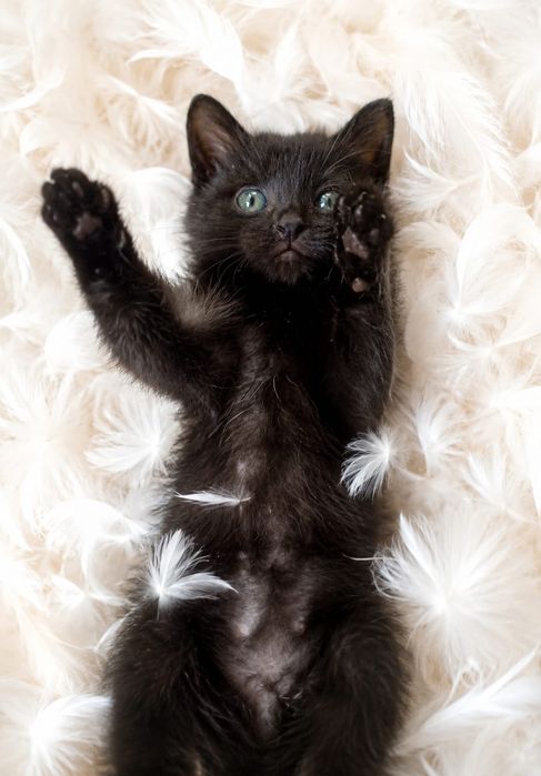 Котенок ищет самые лучшие руки