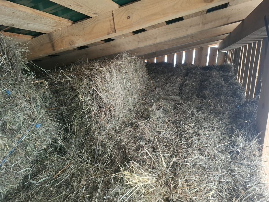 Baloti fan si lucernă