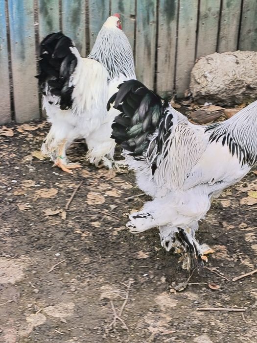 Vând cocoși brahma rasa pura sunt vaccinate