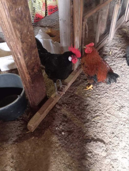 Продавам домашни едри петли