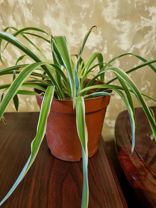 Комнатные цветы в горшках.Хлорофитум.