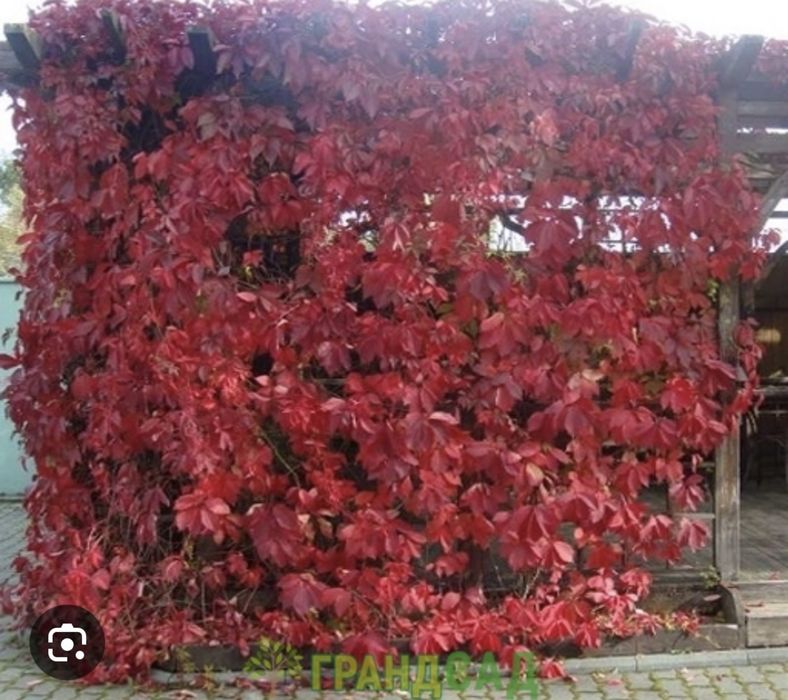 Девичий виноград