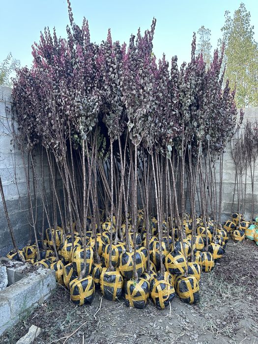 Слива писард Sliva pisard