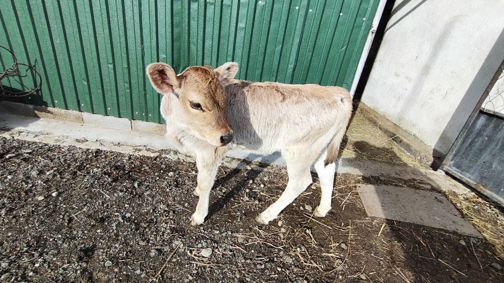 Сиыр бұзаумен сатылады