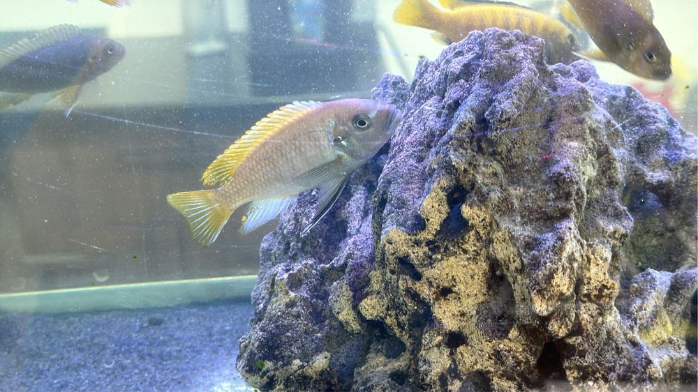 Малавийские цихлиды