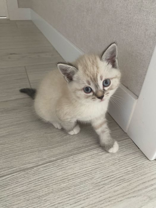 Белоснежная шиншилла