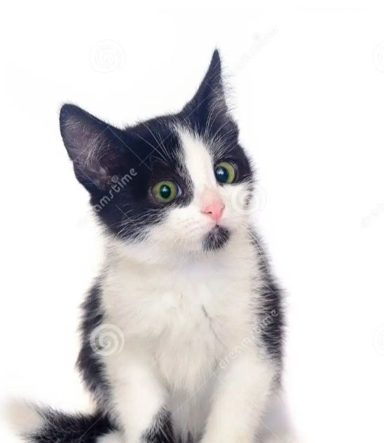 Отдам маленького котёнка