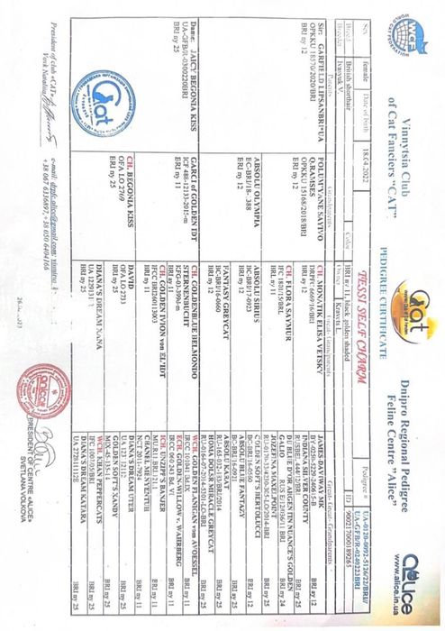 Британский чистокровный мальчик золотая шиншилла