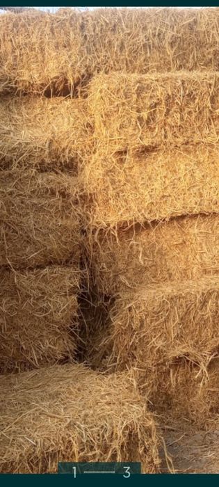 Сомон пресс сотилади