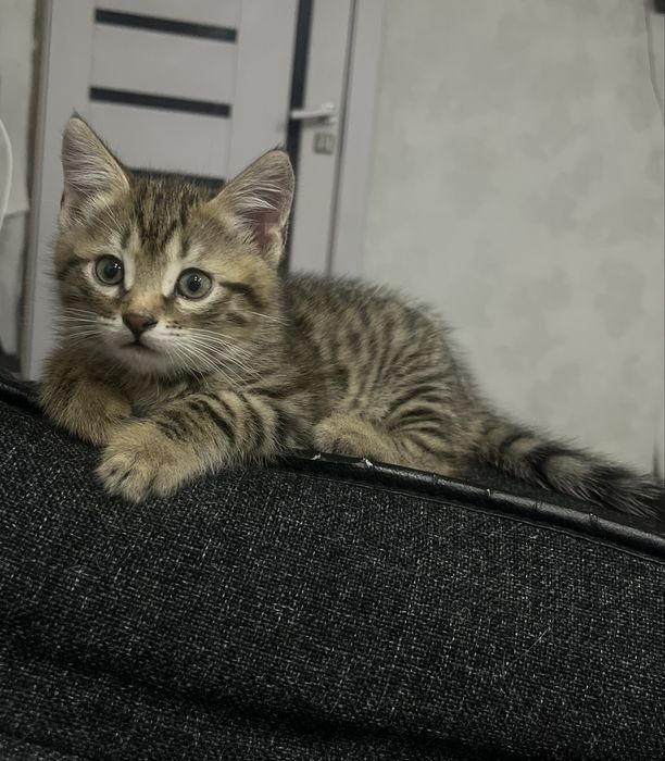 Отдам котят в хорошые руки