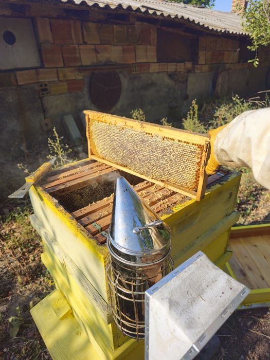 Пчелен Мед , букет ( реколта 2025г.)