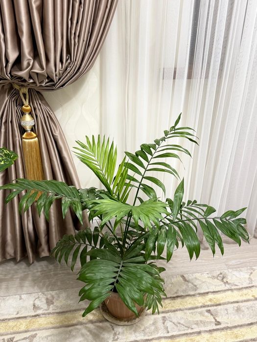 Цветы, гүлдер. Жақсы күтүмдегі гүлдер.