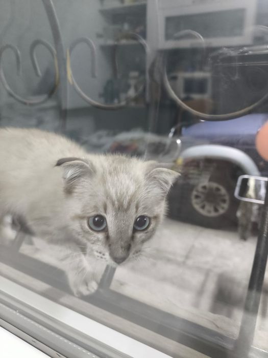 вислоухий котенок