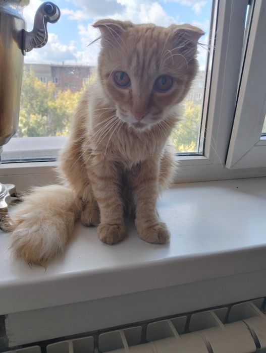 Найден котёнок мальчик