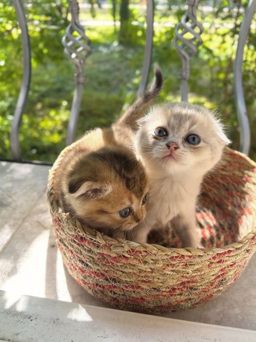 Шотландска клепоуха