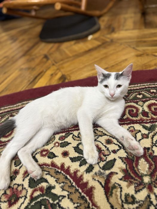 Отдаем двух 4-х месячных котят примеси британской шиншиллы и дворовой.