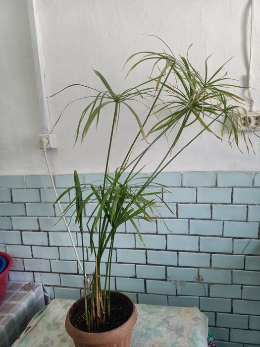 Продам ципирус, взрослое растение