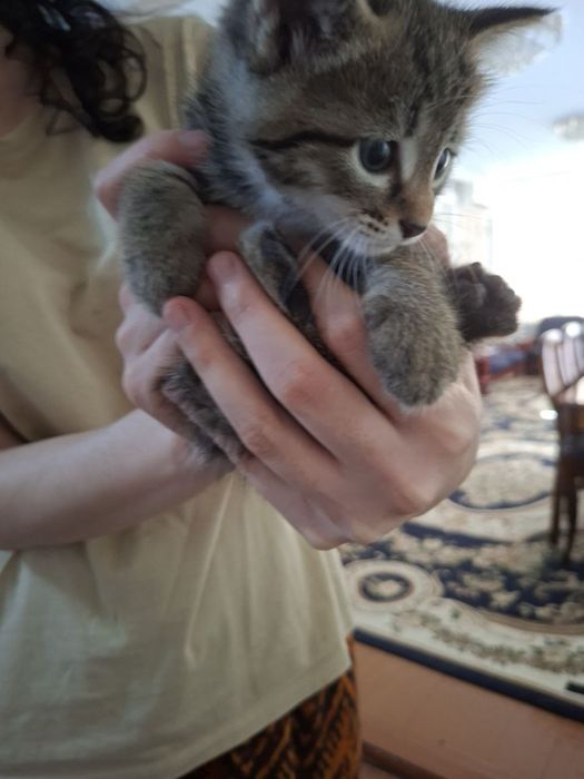 Отдам котят прекрасных
