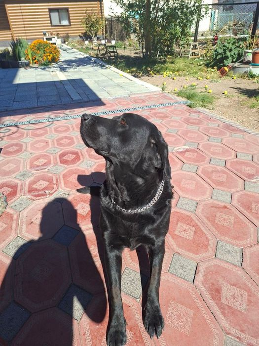 Лабрадор-ретривер(девочка 3года) для вязки