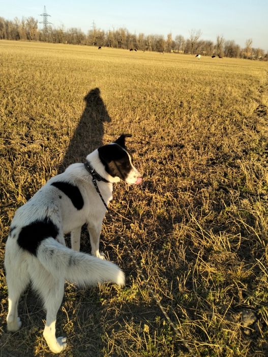 Собака в добрые руки