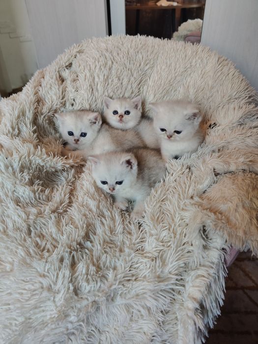 Серебряные Шиншиллы девочки и мальчики