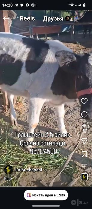 Гольштейн гуножин