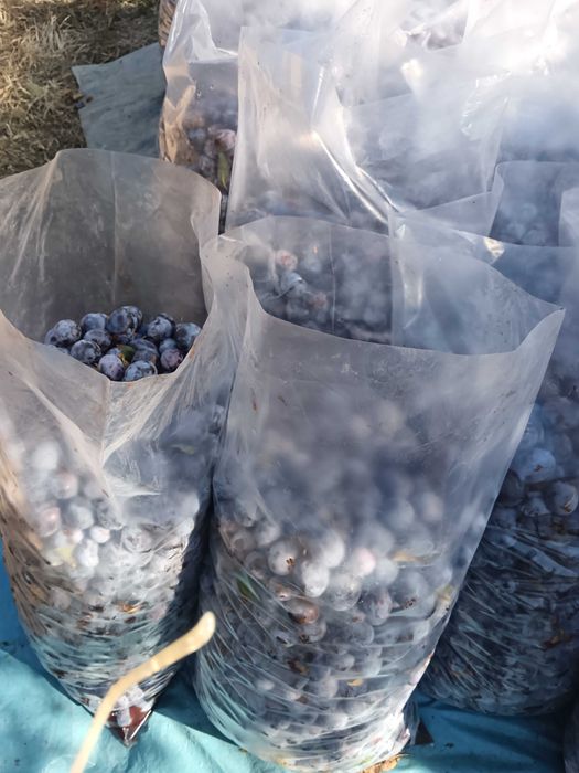 Prune anaspet pentru țuică, in Bogați, 1,5 lei