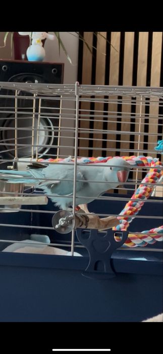 Vânzare Micul Alexandru