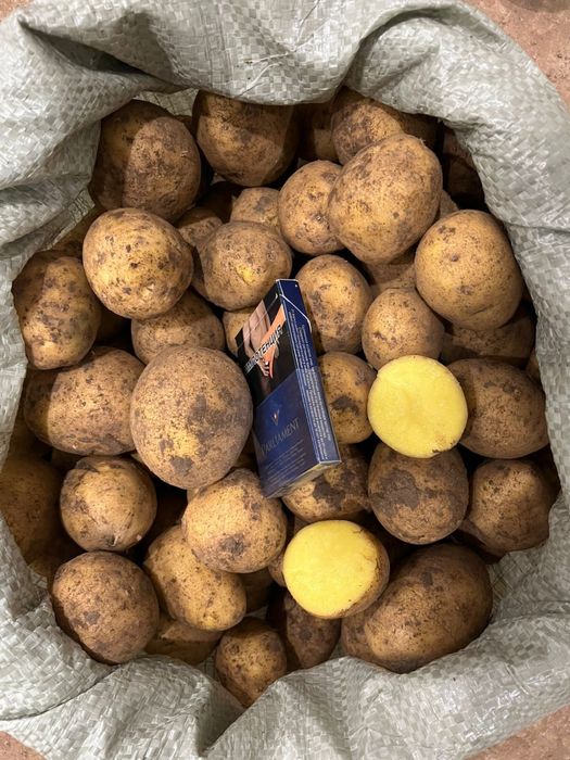 Продаем картофель 65 тенге