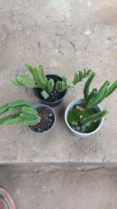 Сукулентно растение СТАПЕЛИЯ