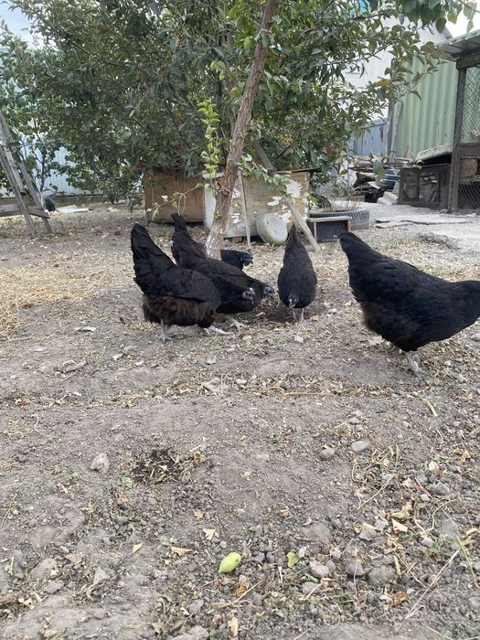 Продам куры ухейилюй