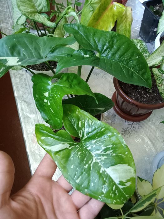 Продам сингониумы