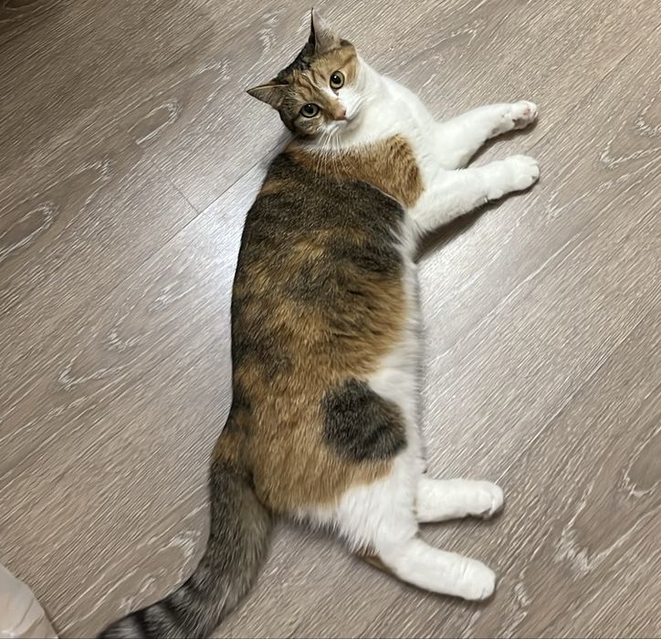 Отдам кошку в добрые руки