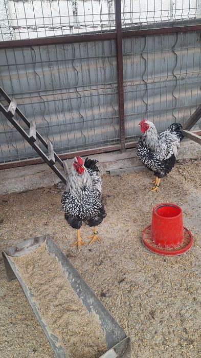 Oua pentru incubat si pui de o zi din rasele Wyandotte, Marans