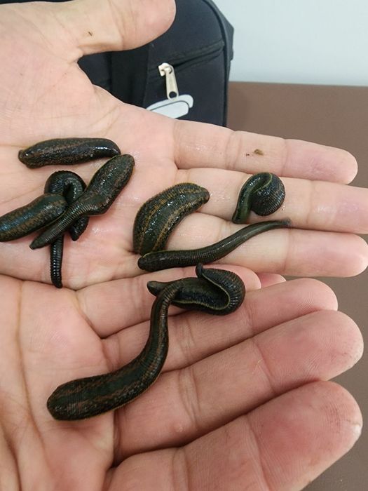 Turkiya va Ozarbayjon Zuluklri sotiladi