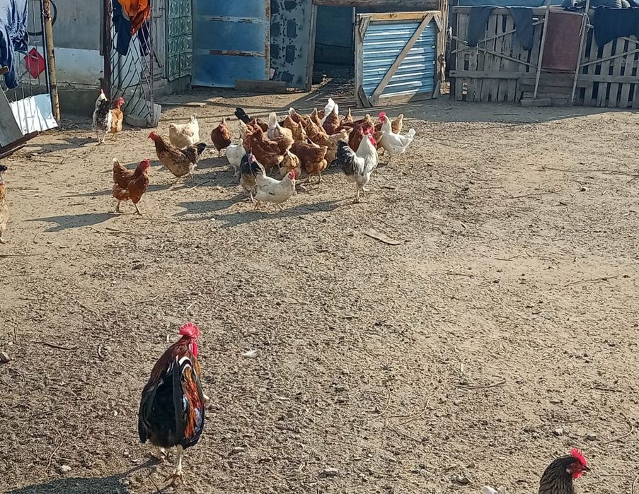 Продам куриц и бройлеры