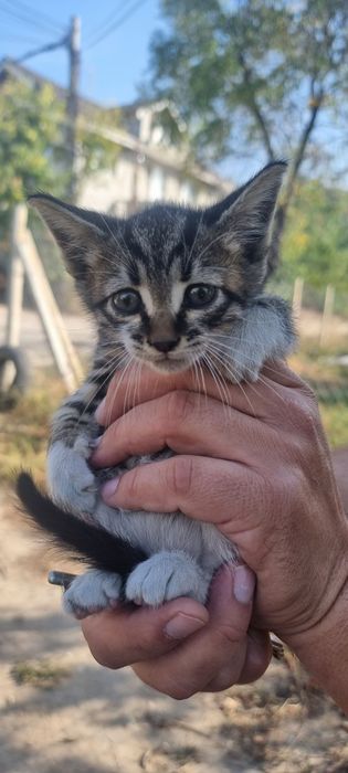 Котета търсят дом