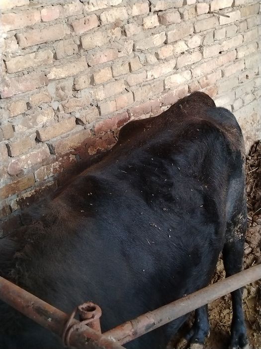 Buqa sotiladi narxini kelishamiz