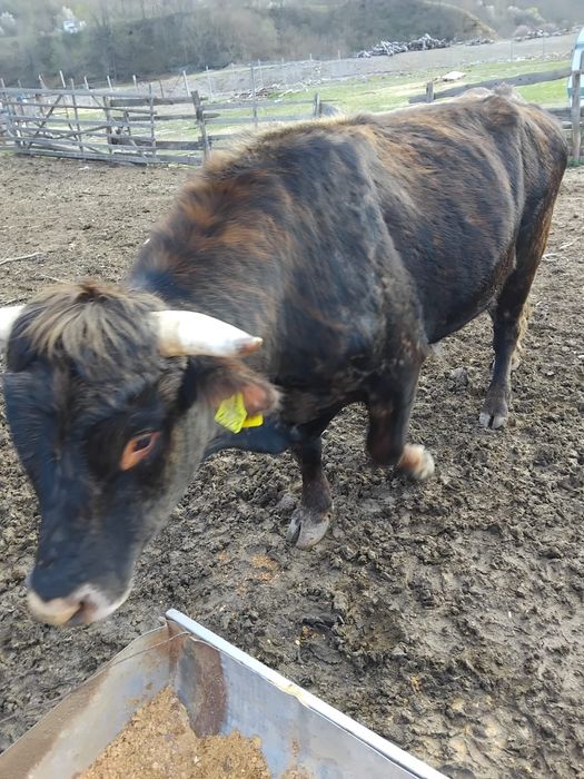 Vând taur și tăurasi