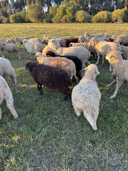 Токты кашкар крупные