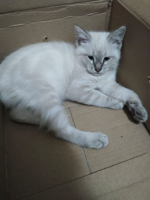 Девочка 2, 5 месяцев